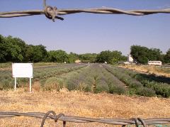 Los Poblanos Lavender Field Restoration Project