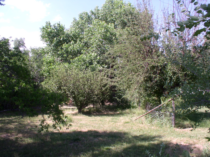 from middle of south fence, toward chicken coop
