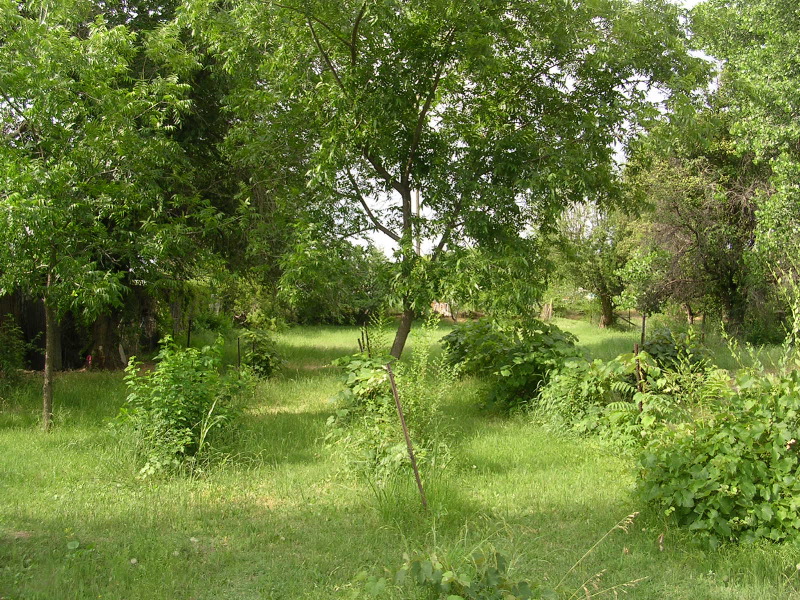 Toward back of property (pink on tree is east boundary)